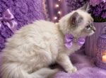 Lovely In Lavender Collar TICA Registered Kitten - Ragdoll Kitten For Sale - PA&comma; US