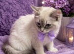 Lavender CollarTICA Registered Blue Lynx Blue Eyes - Ragdoll Kitten For Sale - PA&comma; US