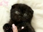 Pumpkin Black Tabby - Scottish Fold Kitten For Sale - 