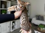 Leo - Savannah Kitten For Sale - Santa Clarita&comma; CA&comma; US