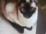Bella - Siamese Cat For Sale - Meshoppen&comma; PA&comma; US