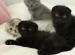 Pickle Black Tabby - Scottish Fold Kitten For Sale - 
