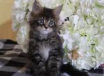 Leo - Maine Coon Kitten For Sale - IN&comma; US
