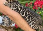 Brown bengal Boy - Bengal Kitten For Sale - Sacramento&comma; CA&comma; US