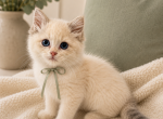 Green Collar Cheribum Ragdoll Male TICA Registered - Ragdoll Kitten For Sale - PA&comma; US