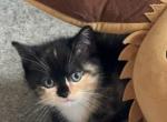 Mini - Munchkin Kitten For Sale - AND&comma; SC&comma; US