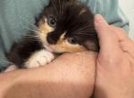 Mini - Munchkin Kitten For Sale - 
