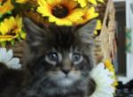 Atlas - Maine Coon Kitten For Sale - 