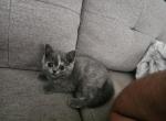 nr 1 - Exotic Kitten For Sale - Escondido&comma; CA&comma; US
