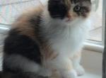 Mega - Scottish Fold Kitten For Sale - 