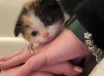 Marsha - Scottish Fold Kitten For Sale - 