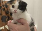 Marsha - Scottish Fold Kitten For Sale - AND&comma; SC&comma; US