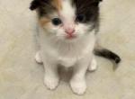 Marsha - Scottish Fold Kitten For Sale - 
