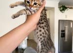 Pumpkin - Savannah Kitten For Sale - Santa Clarita&comma; CA&comma; US