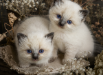 Blue - Ragdoll Kitten For Sale - Dearborn&comma; MI&comma; US