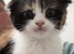 Mellow - Scottish Fold Kitten For Sale - 