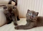 Scottish Chocolate Male & Female - Scottish Fold Kitten For Sale - Orlando&comma; FL&comma; US