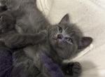 Leo - Scottish Straight Kitten For Sale - Houston&comma; TX&comma; US