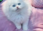 Fluffy in OREGON - Scottish Fold Kitten For Sale - Matthews&comma; NC&comma; US