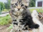 Coco - Maine Coon Kitten For Sale - Vass&comma; NC&comma; US