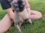 Bambi the Great Bambino - Bambino Cat For Sale/Service - Sandwich&comma; IL&comma; US