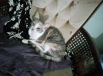 Sammie & Grey Grey - Domestic Kitten For Sale - Lancaster&comma; PA&comma; US