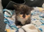 Mini - Munchkin Kitten For Sale - AND&comma; SC&comma; US