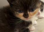 Mini - Munchkin Kitten For Sale - AND&comma; SC&comma; US