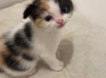 Marsha - Scottish Fold Kitten For Sale - AND&comma; SC&comma; US
