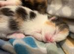 Marsha - Scottish Fold Kitten For Sale - AND&comma; SC&comma; US