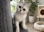 Kitty - Scottish Straight Cat For Sale - Commerce City&comma; CO&comma; US
