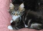 Oreo - Maine Coon Kitten For Sale - Manchester Township&comma; NJ&comma; US