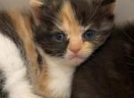 Mega - Scottish Fold Kitten For Sale - AND&comma; SC&comma; US