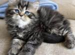 Green - Persian Kitten For Sale - Santa Clara&comma; UT&comma; US