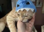 Caramel - American Shorthair Kitten For Adoption - Griffin&comma; GA&comma; US