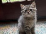 Hurry - Scottish Straight Kitten For Sale - Atlanta&comma; GA&comma; US