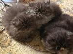 Persian kittens - Persian Kitten For Sale - Norwalk&comma; CT&comma; US