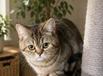 Skyler - Scottish Straight Cat For Sale - Commerce City&comma; CO&comma; US