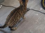 Pure BENGAL Kitty - Bengal Kitten For Sale - East Long Beach&comma; CA&comma; US