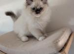 Gypsy - Ragdoll Kitten For Sale - 