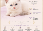 Lilac Collection - Ragdoll Kitten For Sale - 
