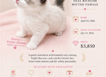 SUNSET Pink Collection Seal Bicolor Mitted - Ragdoll Kitten For Sale - 