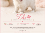 TIKI Chocolate Mitted female - Ragdoll Kitten For Sale - Mount Joy&comma; PA&comma; US