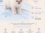 TIDE Blue Mitted Ragdoll - Ragdoll Kitten For Sale - Mount Joy&comma; PA&comma; US
