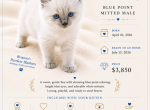 FINN Blue point Mitted - Ragdoll Kitten For Sale - Mount Joy&comma; PA&comma; US