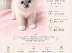 SANDY Blue Mitted - Ragdoll Kitten For Sale - Mount Joy&comma; PA&comma; US