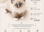 OCEAN Seal Mitted - Ragdoll Kitten For Sale - Mount Joy&comma; PA&comma; US