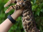Lux - Bengal Kitten For Sale - 