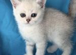 Frida - British Shorthair Kitten For Sale - 