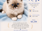 REEF Seal Mitted - Ragdoll Kitten For Sale - Mount Joy&comma; PA&comma; US